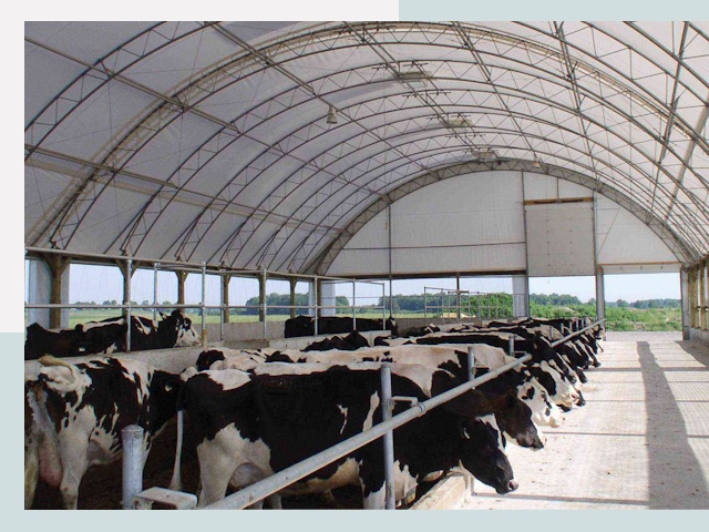 Тентовые коровники в Учалах